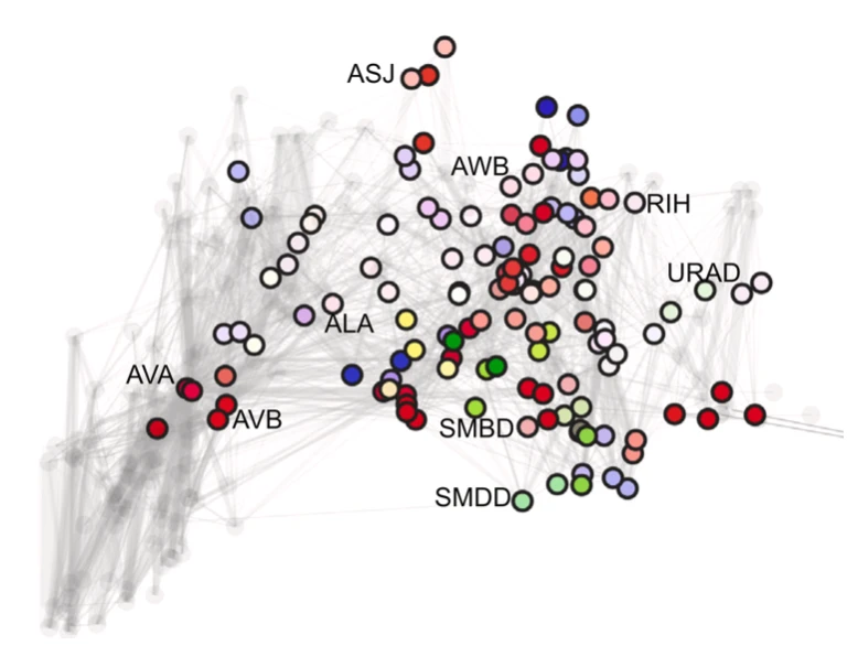 Connectome-aware atlas artwork
