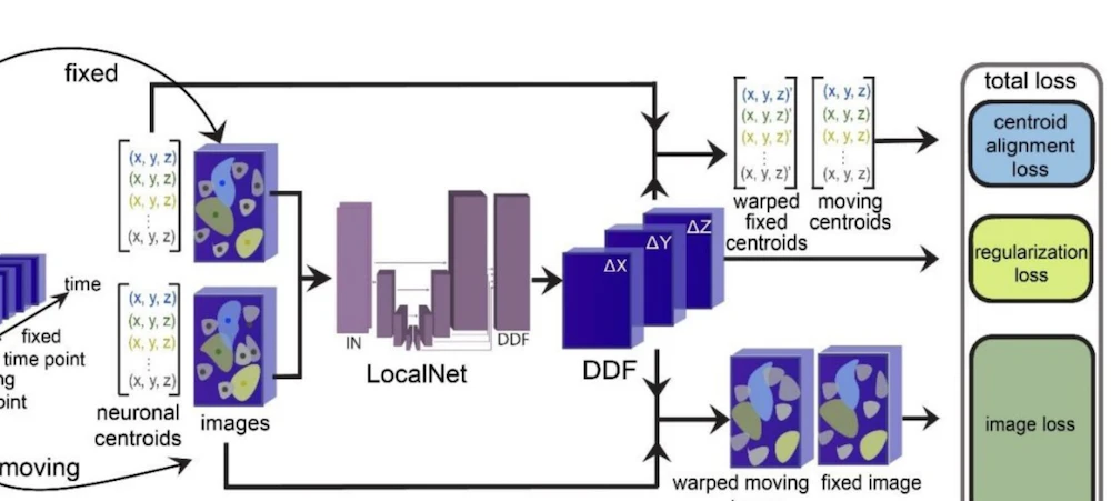 Connectome-aware atlas artwork