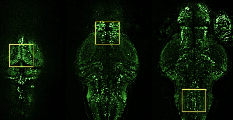 Microscope diagram and calcium imaging examples